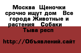 Москва! Щеночки срочно ищут дом - Все города Животные и растения » Собаки   . Тыва респ.